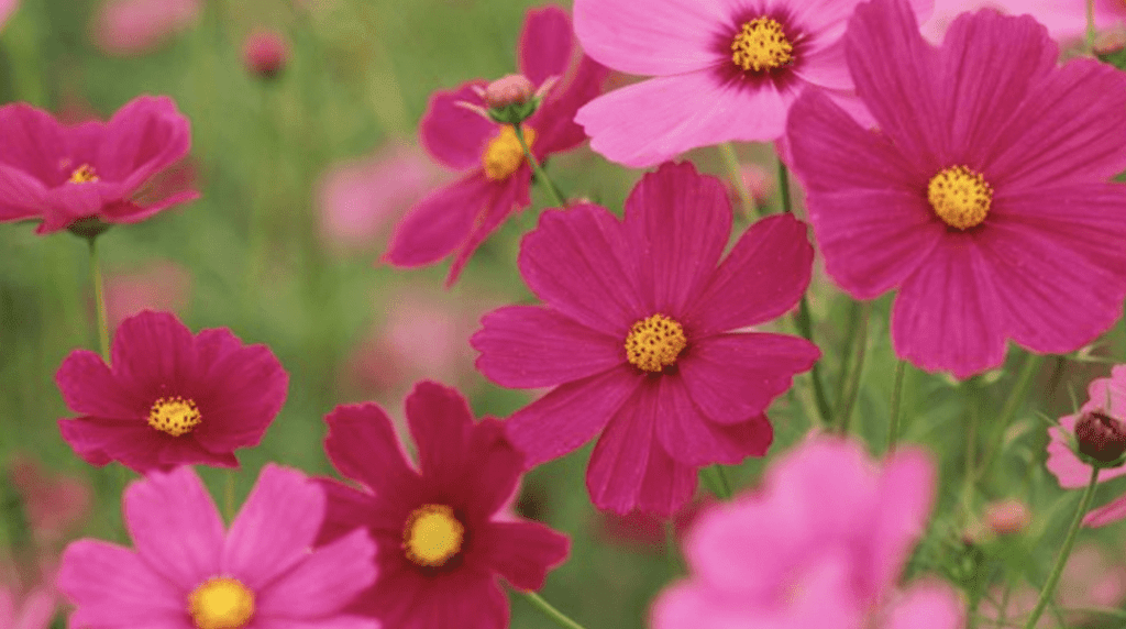 10) October Marigold and Cosmos