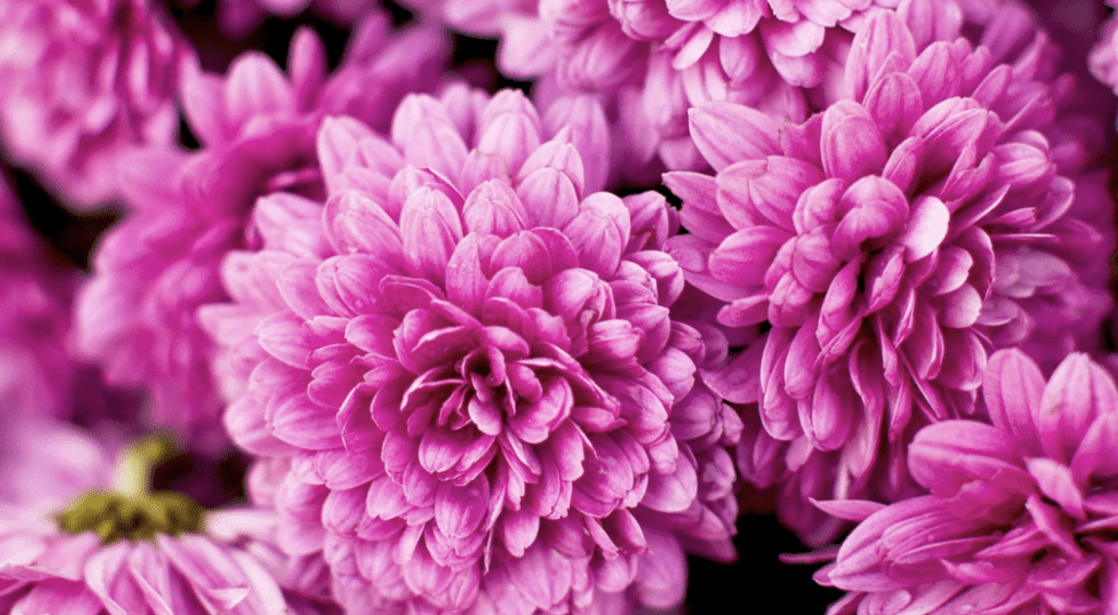 11) November: Chrysanthemum