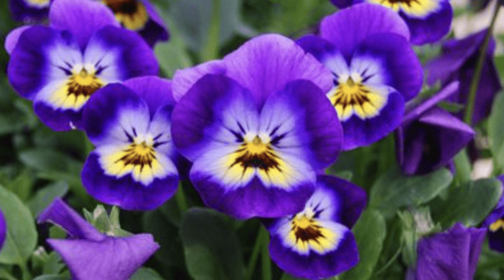 2) February Violet and Primrose