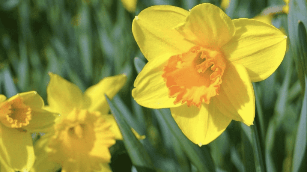 3) March Daffodil