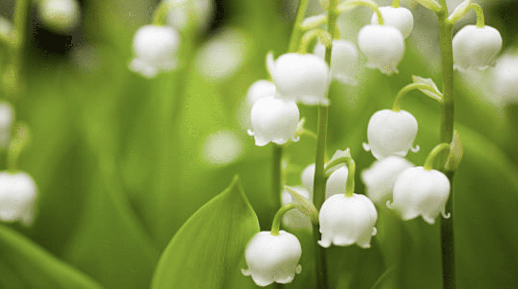 5) May Lily of the Valley and Hawthorn