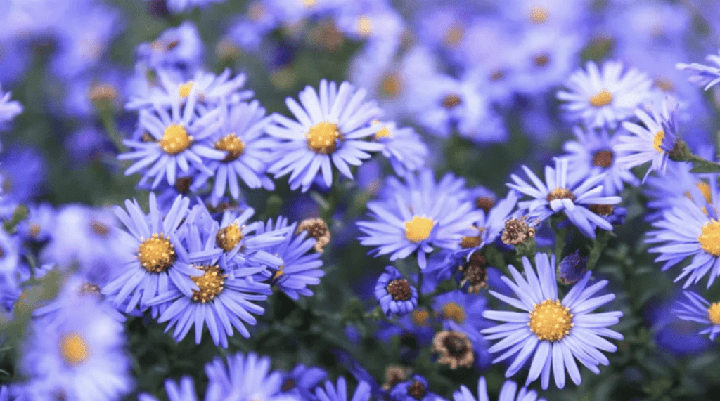 9) September Aster and Morning Glory