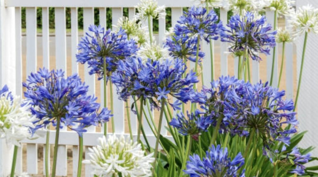 Agapanthus