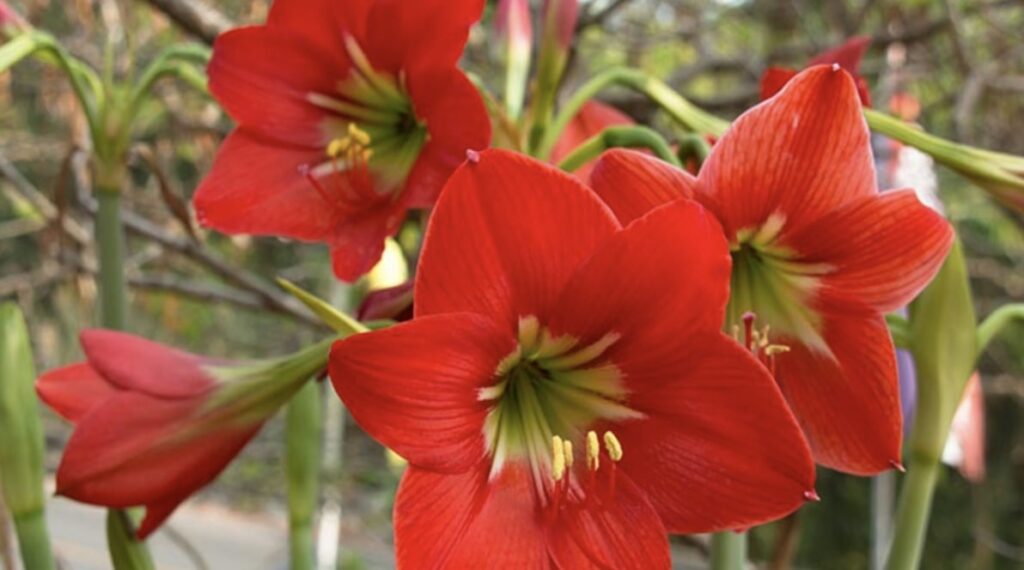 Amaryllis