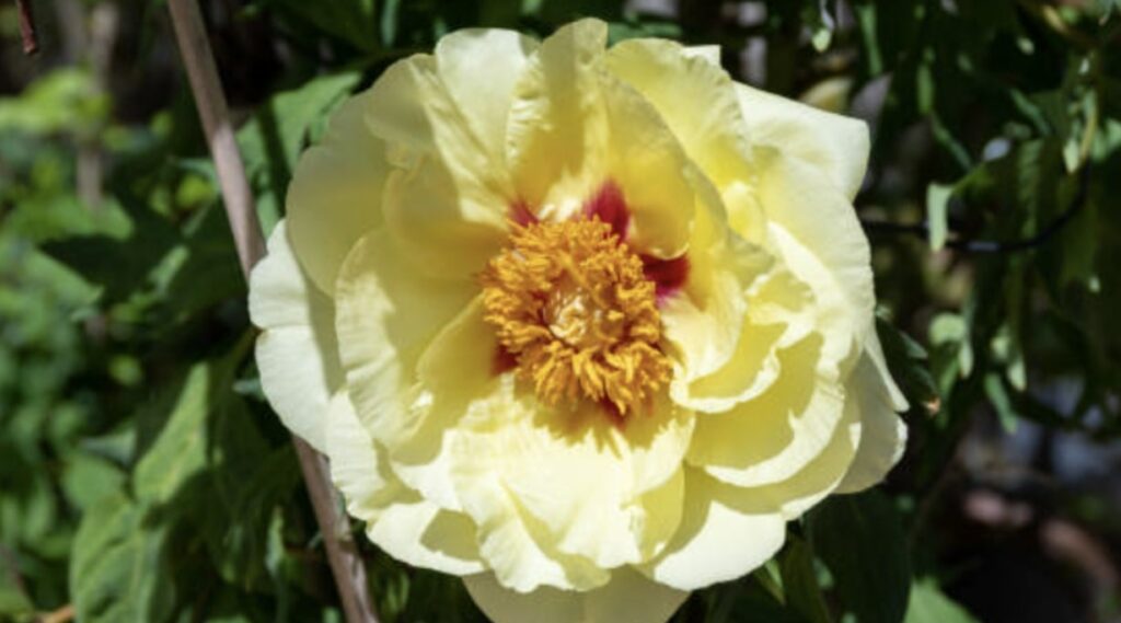 Bartzella Peony