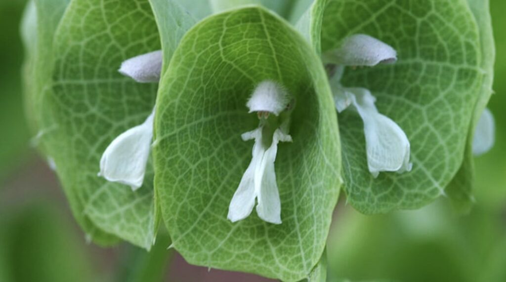 Bells of Ireland