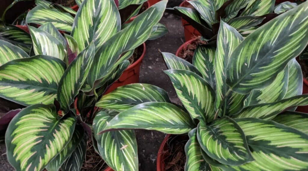 Calathea