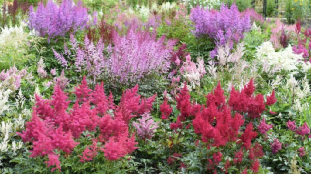 Caring for Astilbe Flowers