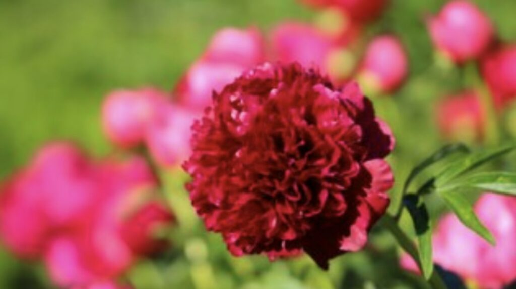 Chocolate Soldier Peony