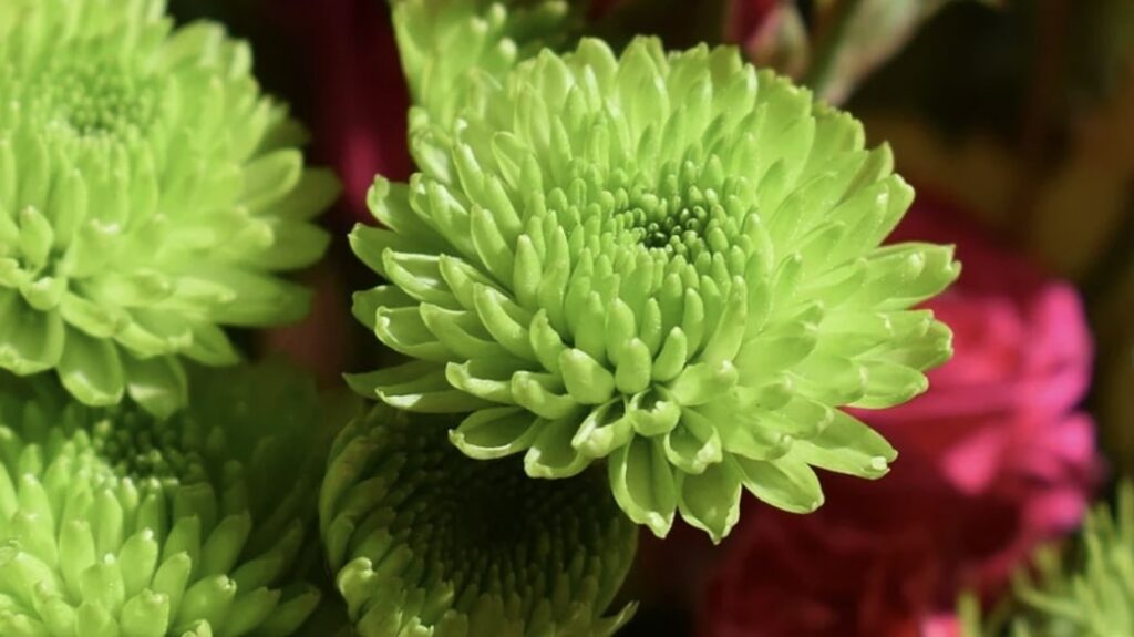 Chrysanthemum