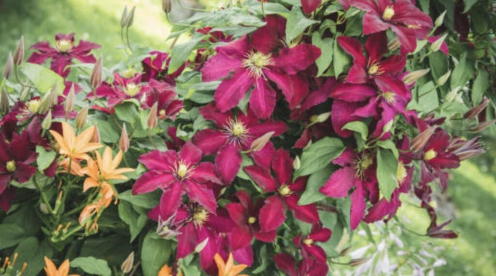 Clematis