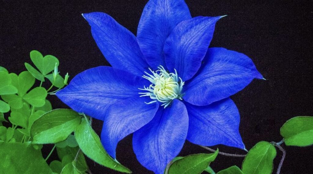 Clematis