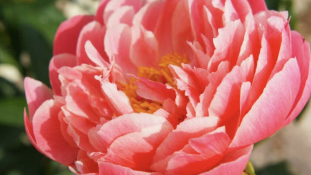 Coral Sunset Peony