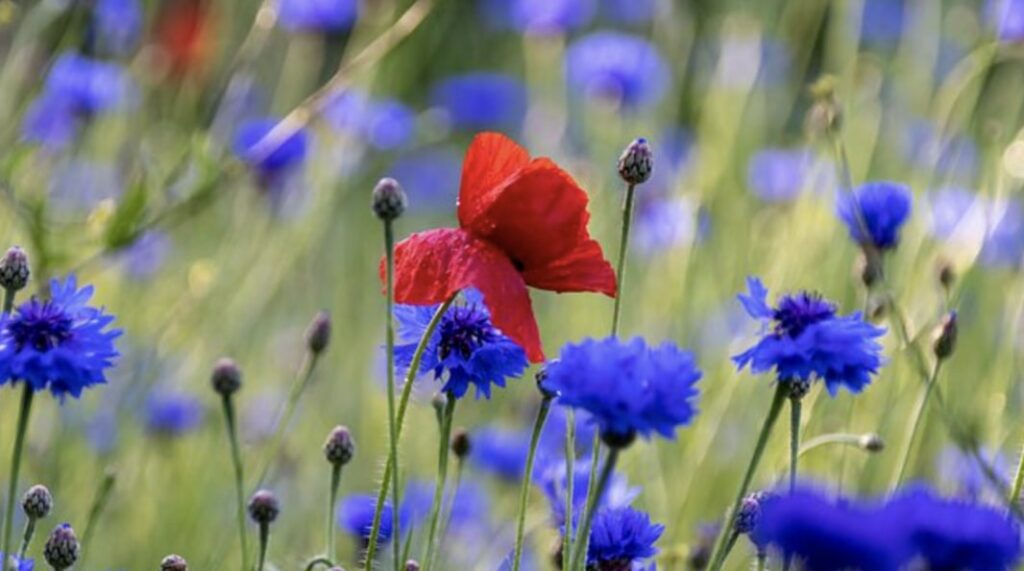 Cornflower