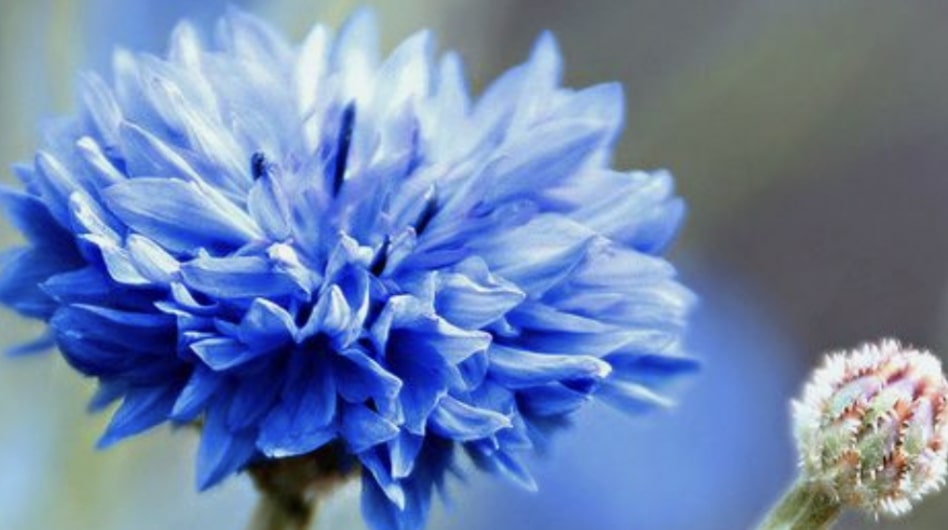 Cornflower