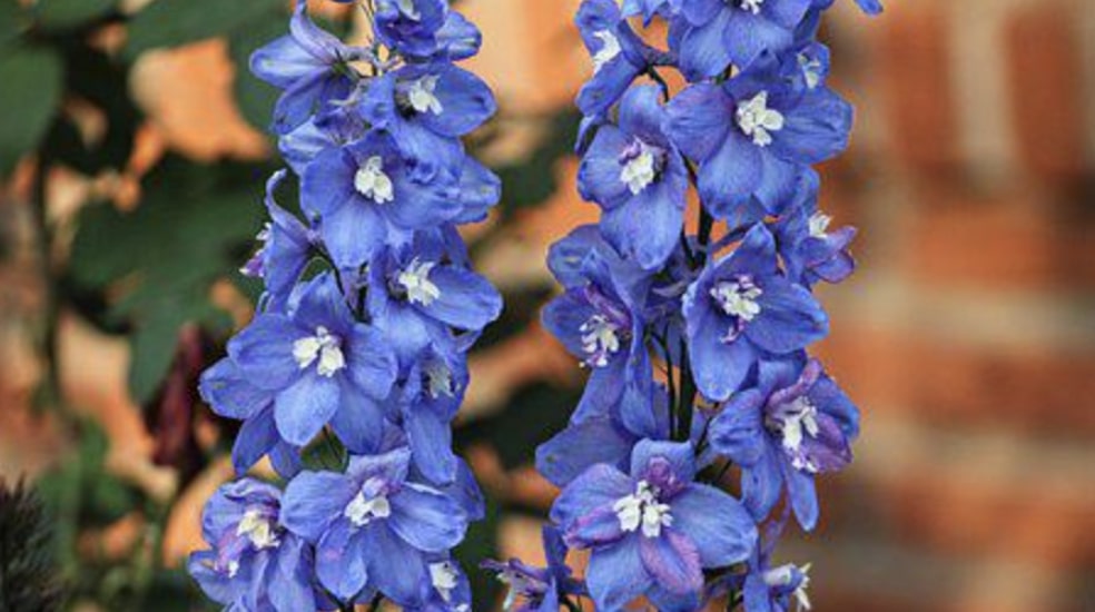 Delphinium