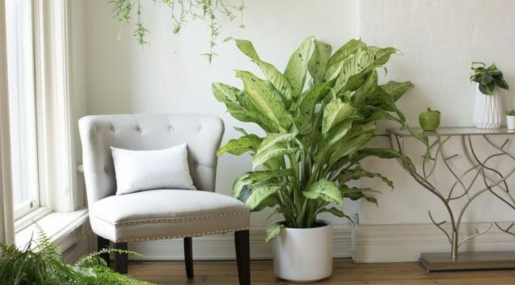 Dieffenbachia