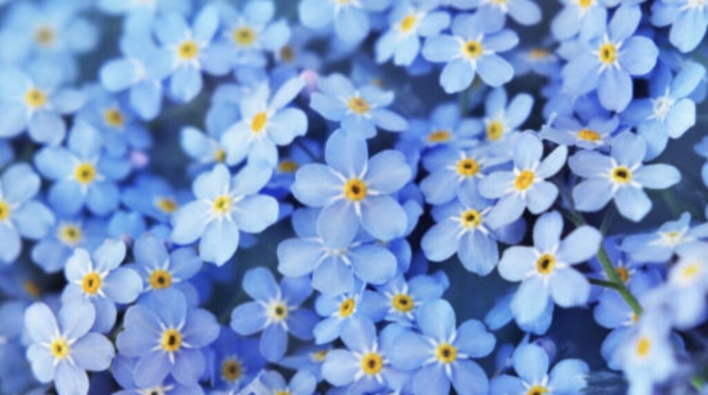 Forget-Me-Not