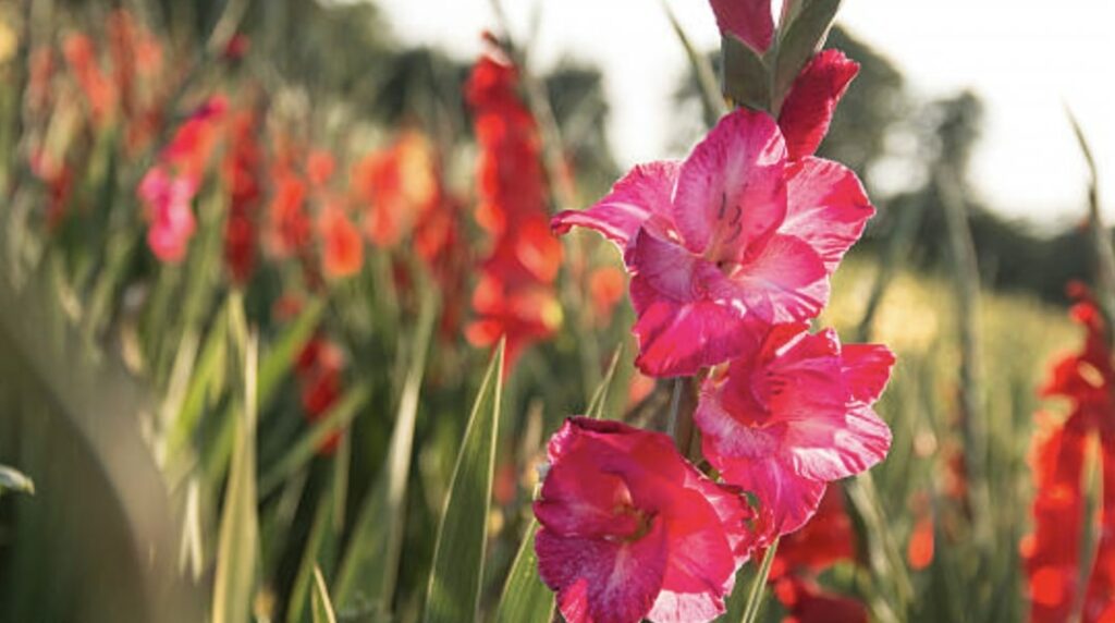 Gladiolus and Its Special Meaning