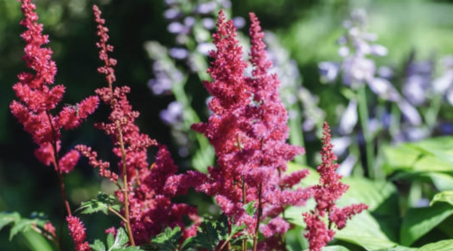 Growing Astilbe Flowers