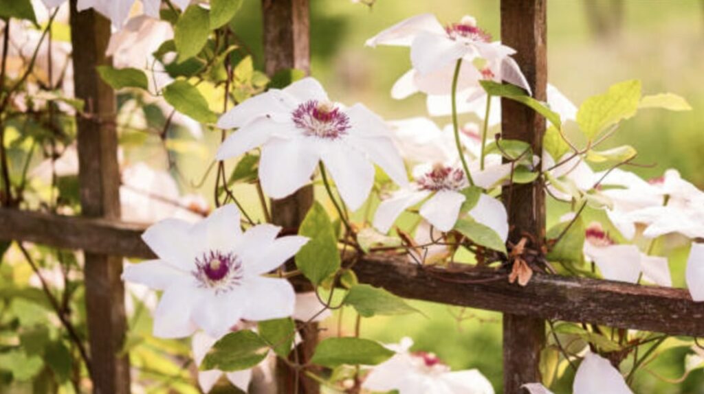 Growing Clematis Flowering Vines