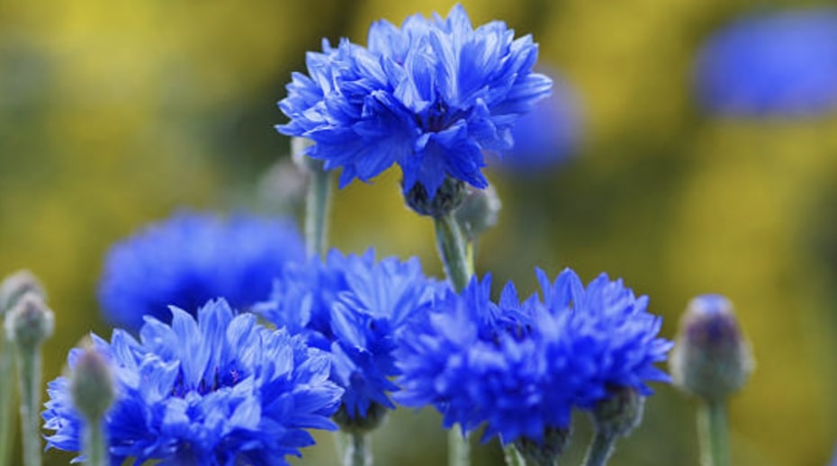 Growing Cornflowers