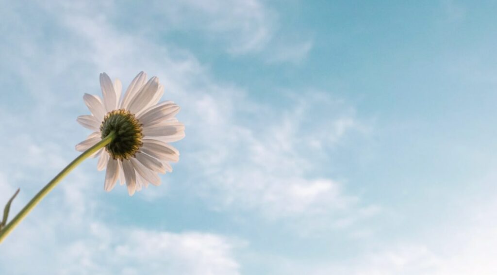 Growing Daisy Plants