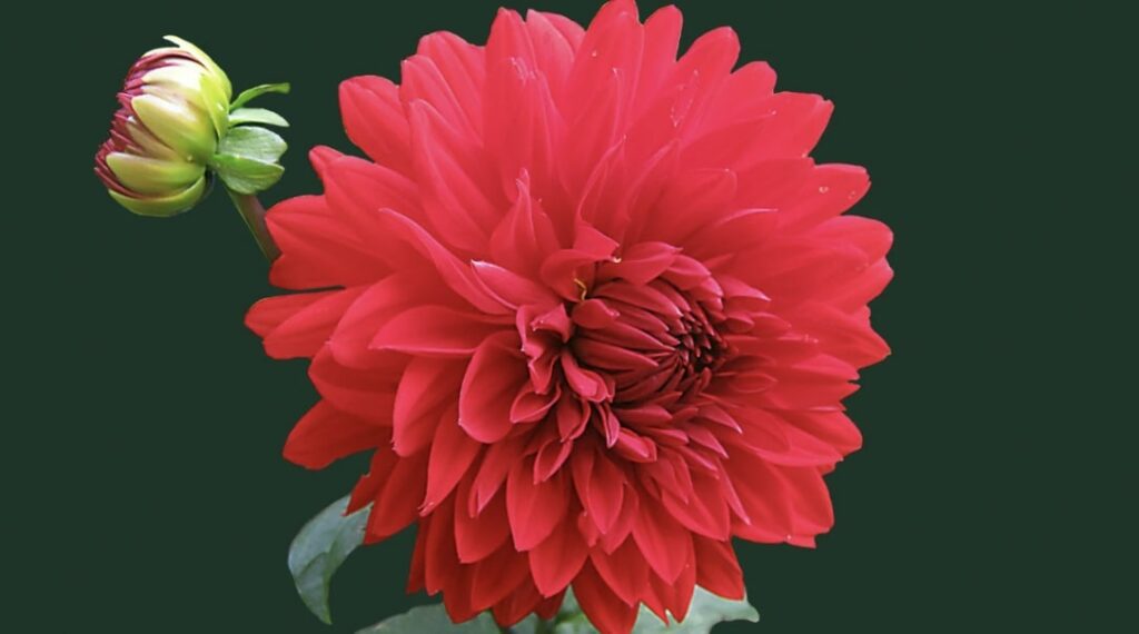 Growing a Dahlia Plant