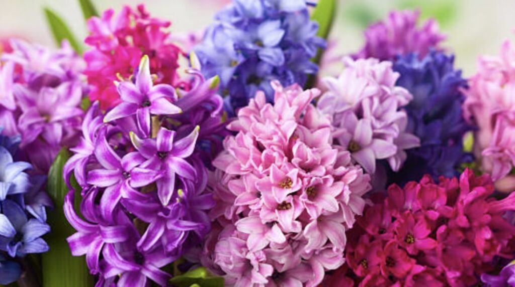 How Hyacinths Got Their Name