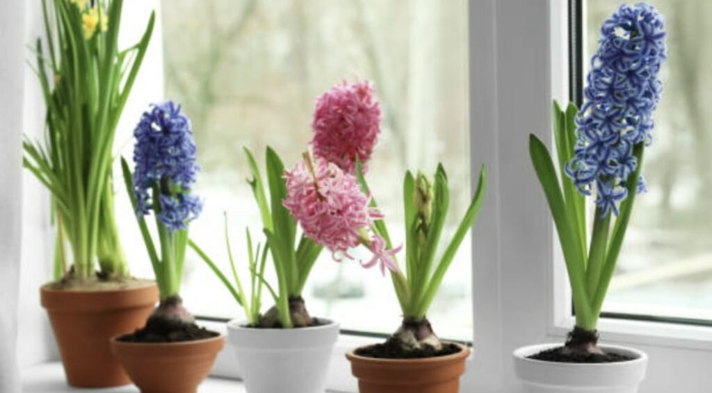 Hyacinth Flowers in the Victorian and Modern Eras