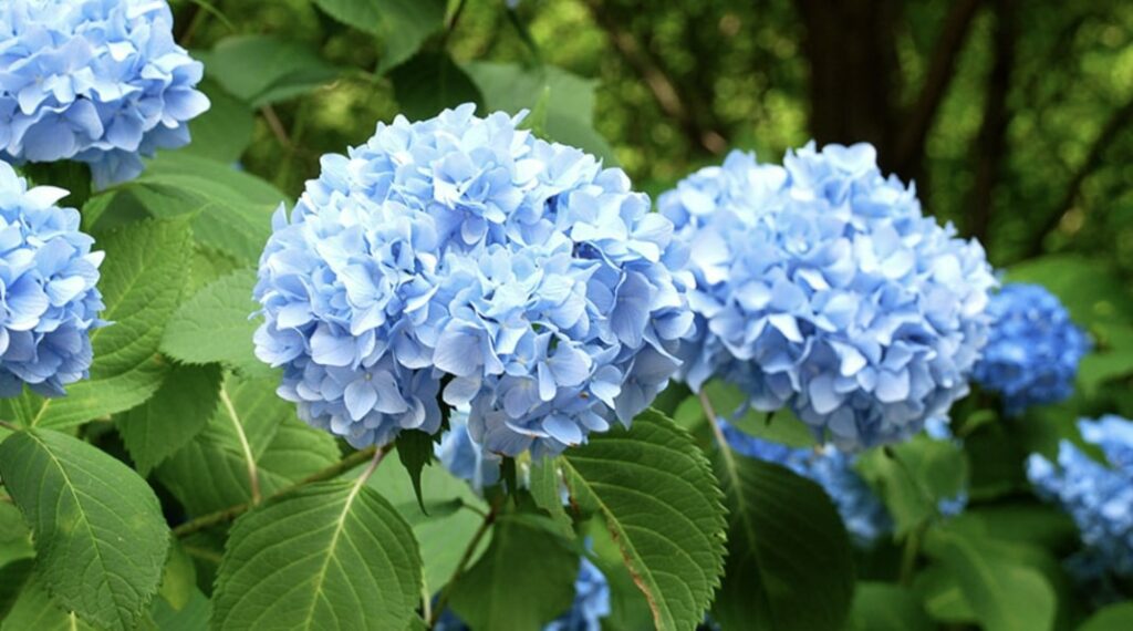 Hydrangea