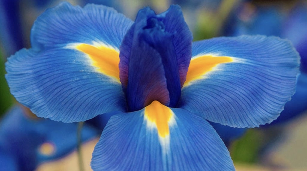 Iris