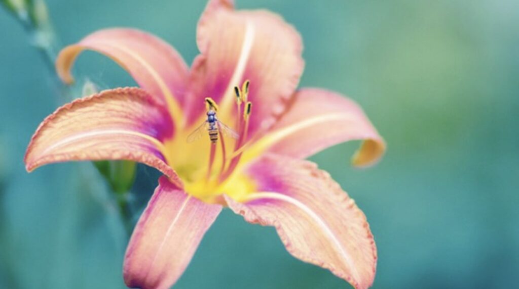 Lilies