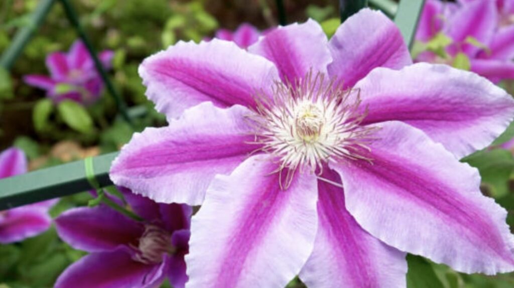 Other Care Tips for Clematis