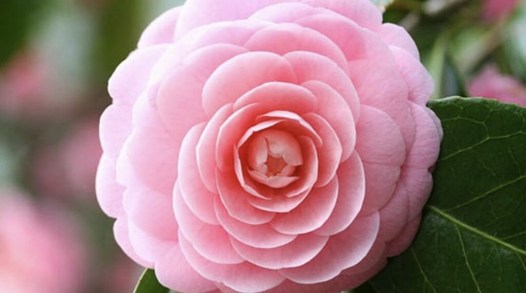 Pink Camellia