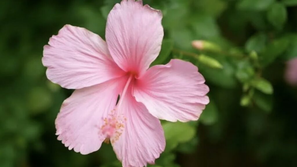 Pink Hibiscus