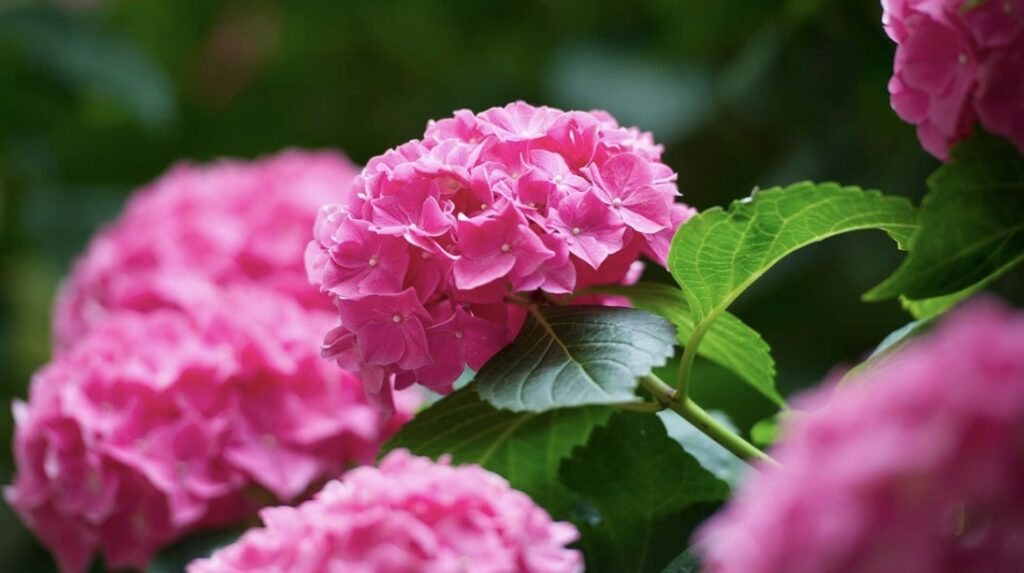 Pink Hydrangea