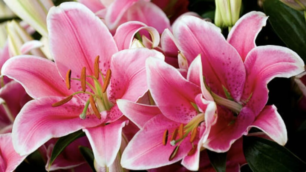 Pink Lilies