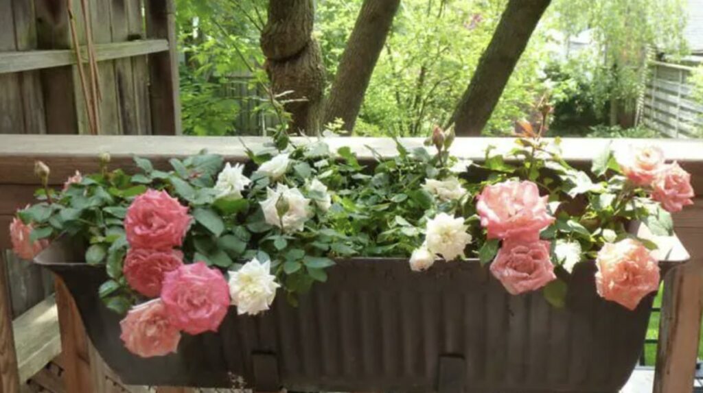 Plant roses on your patio