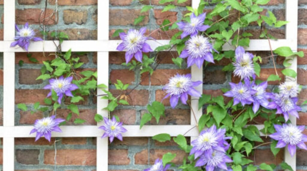 Pruning Clematis Flowers