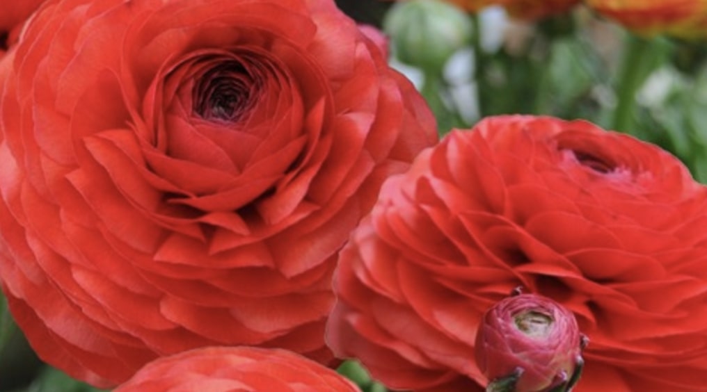 Ranunculus