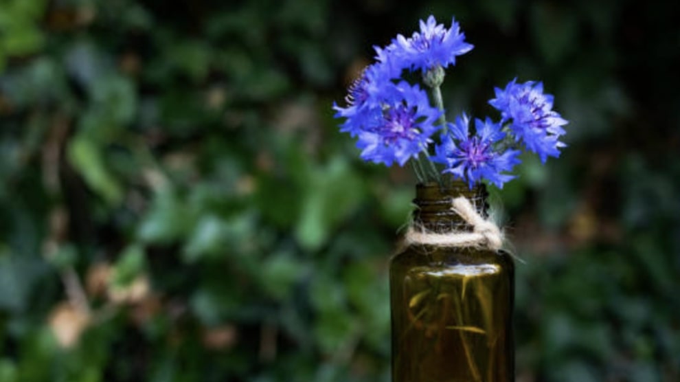 Re-potting and Deadheading Cornflowers