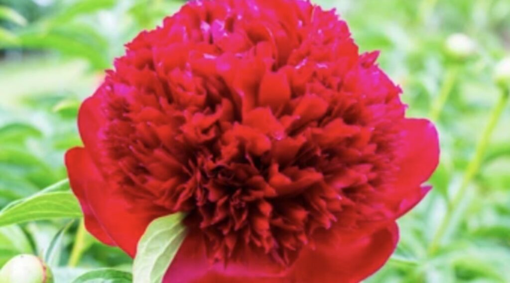 Red Charm Peony