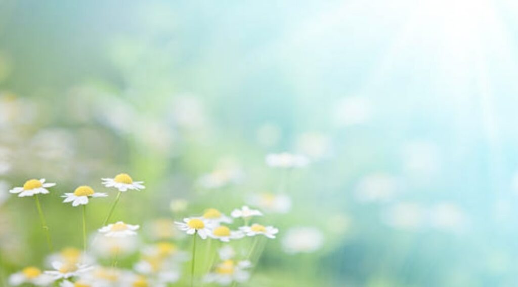 Shasta Daisy