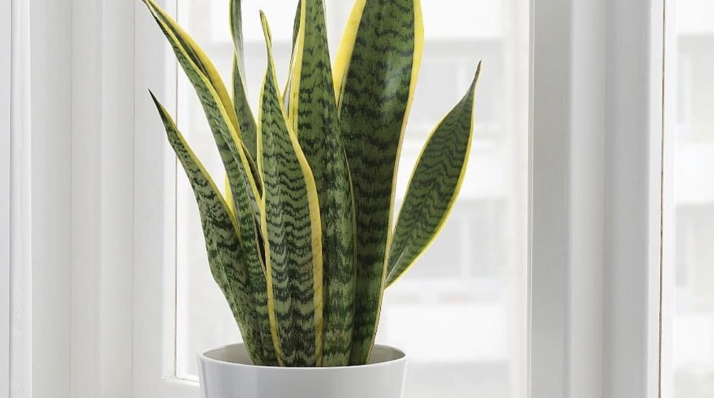 Snake Plant