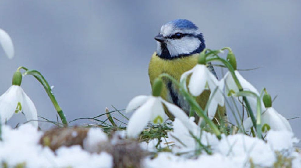 Snowdrops and Their Special Meanings