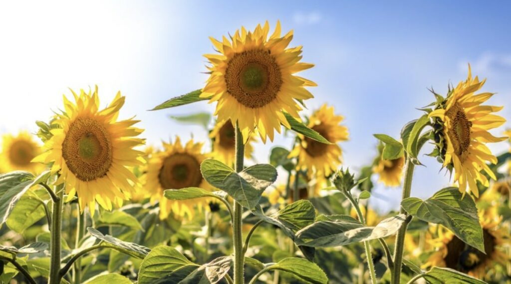 Sunflowers