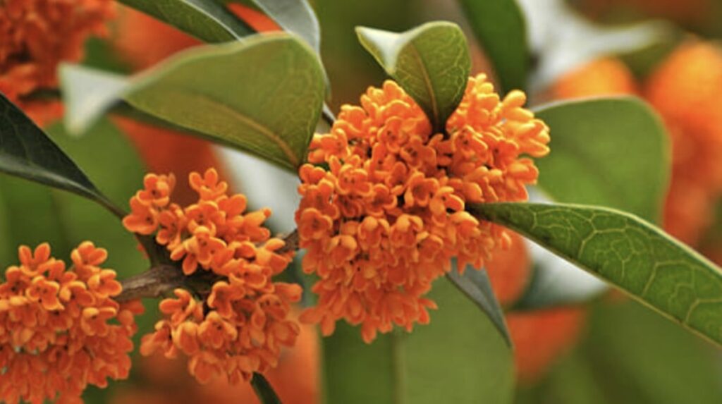 The Cultural Significance of Osmanthus