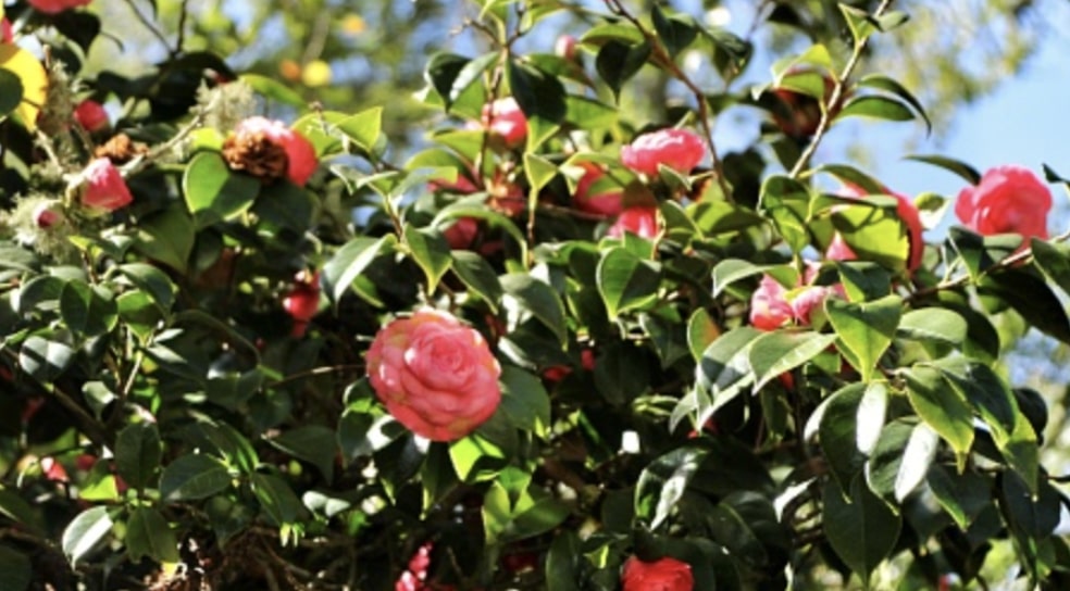 The Meaning and Symbolism of the Gardenia Flower