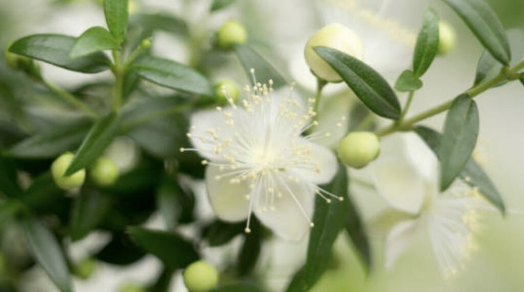 The Special Meaning of Myrtle Flowers